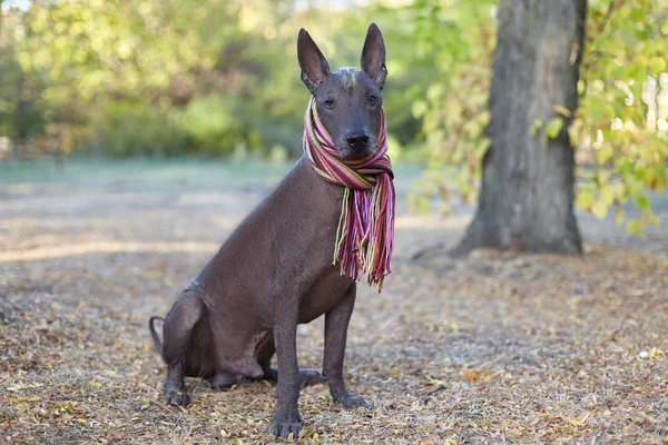Xoloitzcuintle 墨西哥无毛狗品种 在明亮的剥离围巾上的秋天的背景 大小的成年狗的特写镜头 复制空间 — 图库照片