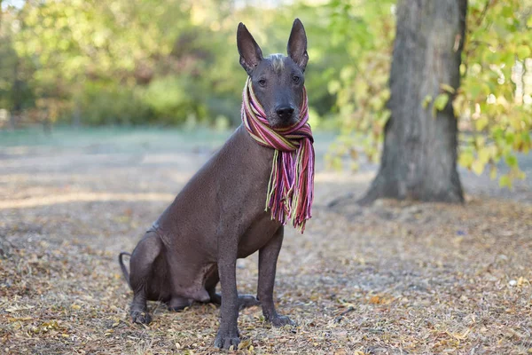 Xoloitzcuintle dog (Mexican Hairless dog breed) in bright stripped scarf on the autumn/fall background. Outdoors, close-up portrait of adult dog of big (standard) size. Copy space.