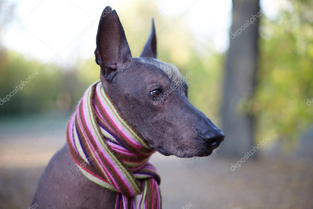 Xoloitzcuintle dog (Mexican Hairless dog breed) in bright stripped scarf on the autumn/fall background. Outdoors, close-up portrait of adult dog of big (standard) size. Copy space.