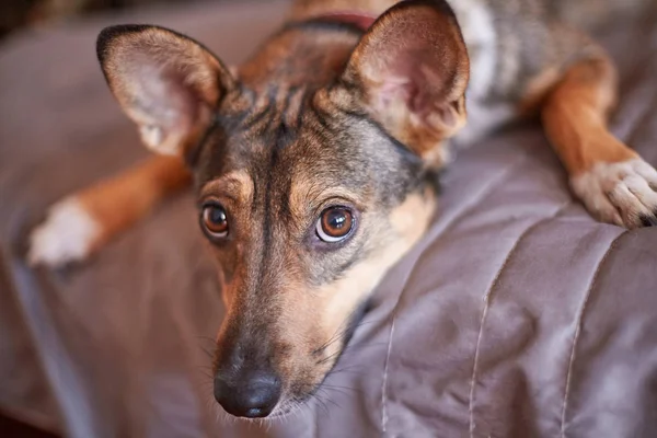 Küçük melankoli kahverengi kabul edilen köpek (köpek) evde gri kapağında bırakır ve sahibi için bekler. Köpek yatakta. Kapalı, uzay kopyalayın, portre kadar yakın.