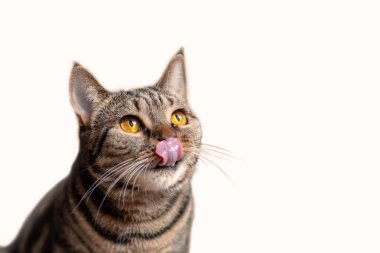 Parlak sarı gözlü İngiliz kısa saç kedi yalamak diliyle oturur. Tebby renk ute kedi incelik istiyor. İzole, kopyalama alanı.