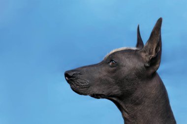 Yetişkin Xolotizcuintle köpek (Meksika Hairless), erkek standart ölçü profil portresi. Kırmızı mohawk baş, sert dikkatli bakmak güzel köpek. Mavi arka plan, kopya alanı.