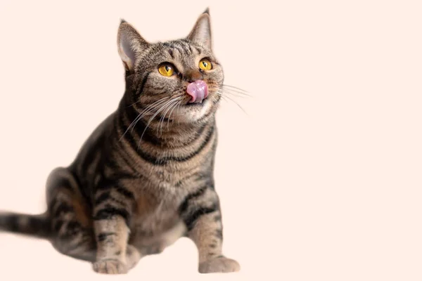 Kucing Rambut Pendek Inggris Dengan Mata Kuning Terang Duduk Menjilati — Stok Foto