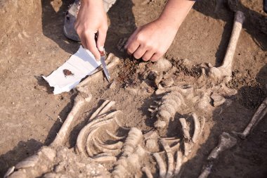 Archaeological excavations. The archaeologist in a digger process, researching the tomb, human bones, part of skeleton  in the ground. Hands with knife. Close up, outdoors, copy space.   clipart