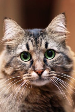 Tebby renk sevimli uzun saçlı siberian kedi portre kadar kapatın. Arka plan, etkileyici kedi göz bulanıklık. Bizim evde hayvan. Kapalı, alanı Kopyala. 