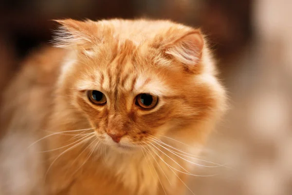 Nahaufnahme Porträt Der Niedlichen Langhaarigen Roten Sibirischen Katze Mit Beeindruckendem — Stockfoto