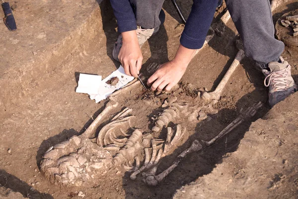 考古发掘 考古学家在一个挖掘机过程中 研究坟墓 人体骨骼 部分骨架和头骨在地面上 手拿着刀 复制空间 — 图库照片