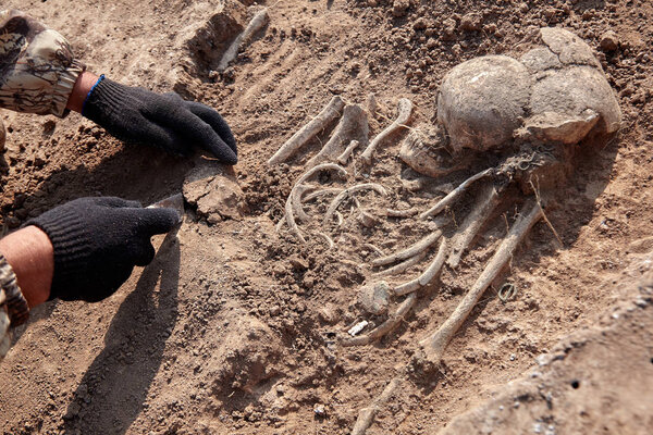 Archaeological excavations. The archaeologist in a digger process, researching the tomb, human bones, part of skeleton  in the ground. Hands with knife. Close up, outdoors, copy space.  