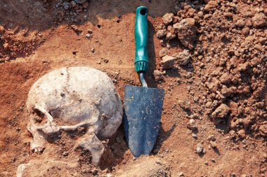 Arkeolojik kazılar kavramı. İnsan kalıntıları (kafatası) yere kürek ile ikiye var. Gerçek kazıcı işlemi. Açık havada, kopya alanı. 