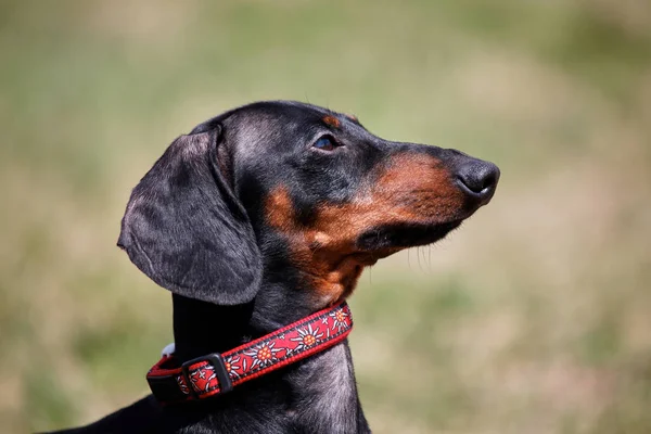 Profilo Ritratto Dolce Cane Duchshund Nero Abbronzato Sfondo Verde Guardando — Foto Stock