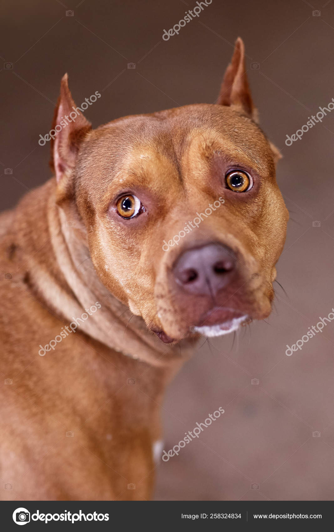 beautiful ginger dog american pitbull terrier breed red female melancholy stock photo image by c xolo dan 258324834