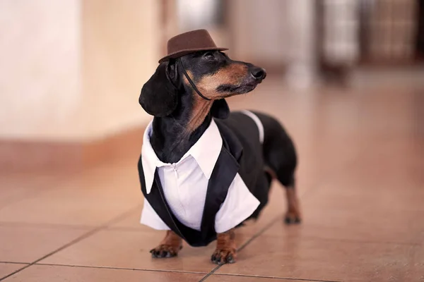 Doce Cão Duchshund Preto Bronzeado Vestindo Smoking Preto Chapéu Marrom — Fotografia de Stock