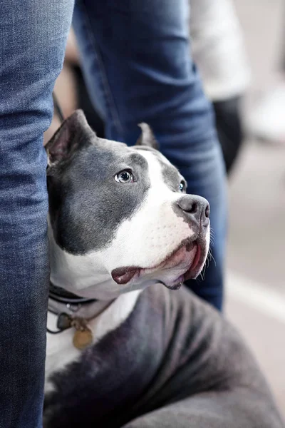 Amerikan Pitbull terrier cins güzel köpek, melankolik bakmak ile mavi ve beyaz renk, sahibinin bacaklarına yakın. Eski okul kulağı kesilmiş portre. İç mekanlar, kopyalama alanı.
