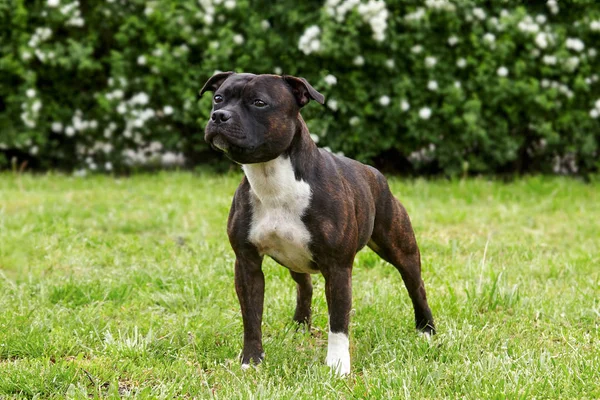 Staffordshire Bull Terrier cins güzel köpek, melankolik bakmak ile koyu kaplan rengi, yeşil çim arka plan üzerinde duran. Açık havada, kopyalama alanı.