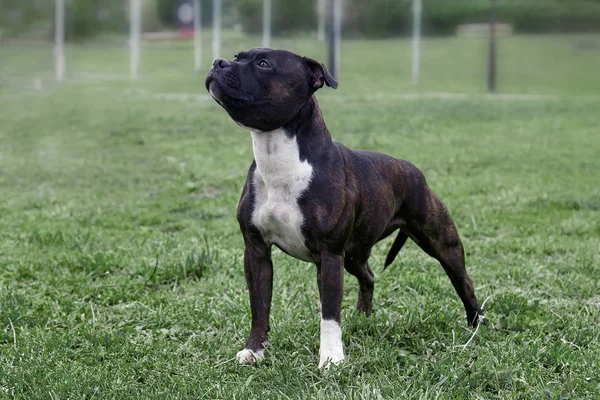 Staffordshire Bull Terrier cins güzel köpek, melankolik bakmak ile koyu kaplan rengi, yeşil çim arka plan üzerinde duran. Açık havada, kopyalama alanı.