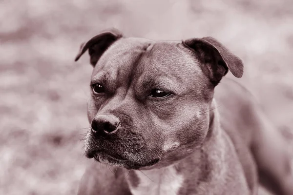 Staffordshire Bull Terrier Cins Güzel Köpek Monokromatik Tonda Portre Kadar — Stok fotoğraf