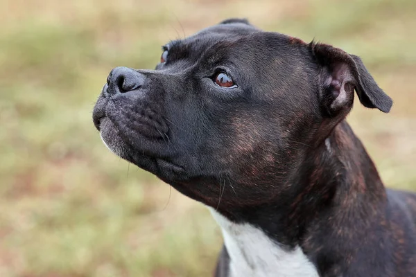 Wunderschöner Hund Der Rasse Staffordshire Bullterrier Dunkle Tigerfarbe Mit Melancholischem — Stockfoto