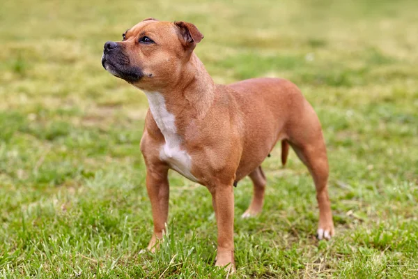 Bellissimo Cane Razza Staffordshire Bull Terrier Colore Zenzero Con Aspetto — Foto Stock