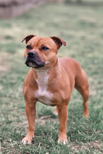 Bellissimo Cane Razza Staffordshire Bull Terrier Colore Zenzero Piedi Prato — Foto Stock