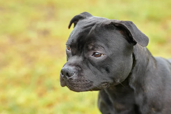 Gyönyörű Kutya Staffordshire Bull Terrier Fajta Sötét Tigris Szín Melankólia — Stock Fotó