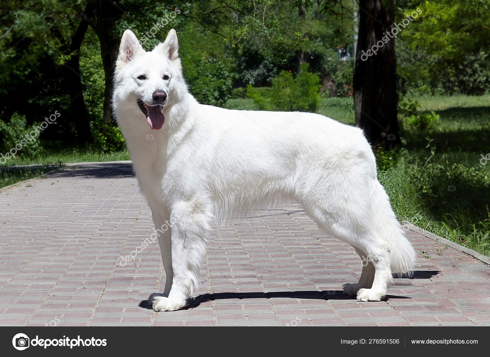 the big white dog