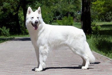 Büyük beyaz İsviçre çoban ırkı karlı beyaz renk güzel köpek. Mutlu gülümseyen bir görünüm, yeşil parkta istifleme ayakta. Açık havada, kopyalama alanı.