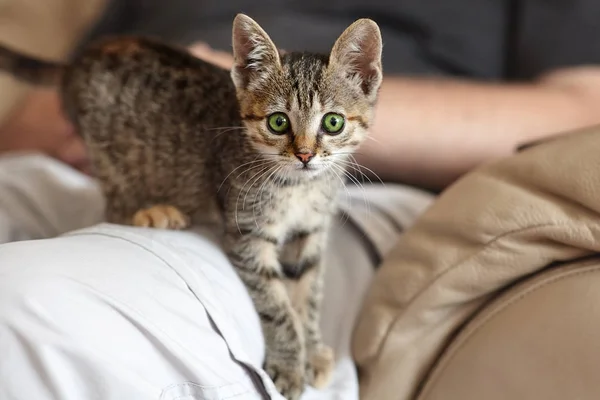 Little Cute Brown Tabby Kitten Green Eyes Man Knees Blurred — Stock Photo, Image