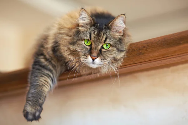 Grande Mullido Adulto Marrón Tabby Cat Con Ojos Verdes Encuentra — Foto de Stock