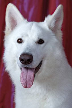 Macenta arka plan üzerinde karlı beyaz renk güzel köpek. Büyük beyaz İsviçre çoban ırkı. Mutlu gülümseyen bir görünüm ile bilge köpek yakın portre. İç mekanlar, kopyalama alanı.