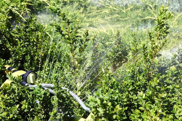 Πότισμα Φωτεινούς Πράσινους Θάμνους Στον Κήπο Ειδικό Σύστημα Φυσικό Καλοκαιρινό — Φωτογραφία Αρχείου