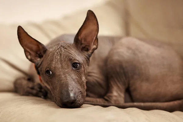 Nadir cins dört aylık köpek yavrusu - Xoloitzcuintle, ya da Meksika Tüysüz köpek, standart boyutu. Deri kanepeye yatan köpeğin yakın portresi. Sevimli yüz, seçici odaklanma. İç mekanlar, kopyalama alanı.
