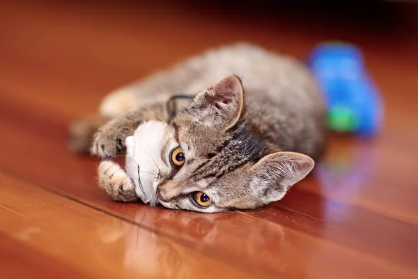 Roztomilá Kočka Která Hraje Bílou Hračkou Dřevěné Podlaze Hezké Kotě — Stock fotografie