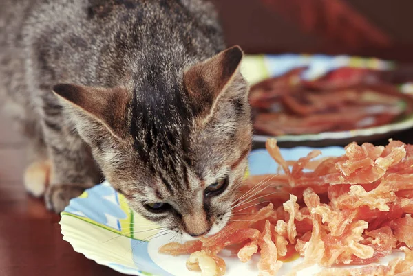 Cute little cat of tabby color eats chicken chips from the plate. Brown background, selective focus, copy space.