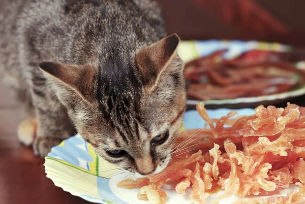 Tabby renk sevimli küçük kedi tabaktan tavuk cipsi yiyor. Kahverengi arka plan, seçici odaklama, kopyalama alanı.