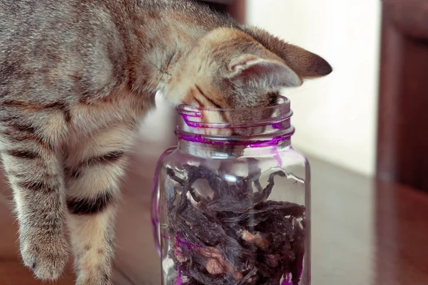 Cute Głodny Mały Kociak Umieścić Kaganiec Słoiku Suchej Traktuje Kitty — Zdjęcie stockowe