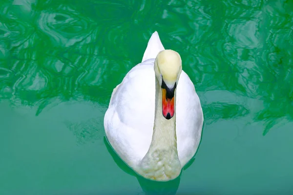 White swan in the bright turquoise water with reflection. Outdoors, front view, copy space.
