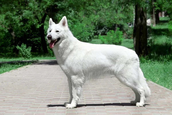 Cão Bonito Cor Branca Nevada Raça Pastor Suíço Branca Grande — Fotografia de Stock
