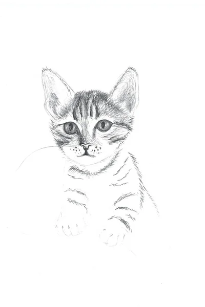 The unfinished sketch of cat made with pencil, hand drawing in old style. White background, copy space.