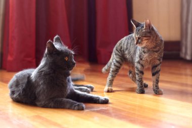 İki kedi evde iletişim kurar ya da oynar. Bir tekir renk, hoş olmayan yüz ifadesi ile ayakta; İkincisi gri, kavgadan sonra yalan söylüyor. İç mekanlar, seçici odaklama, kopyalama alanı. 
