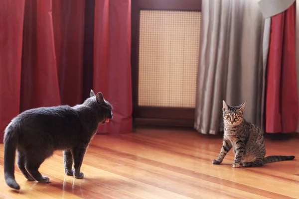 Two Cats Communicate Or Play At Home One Is Of Tabby Color Second One Is Grey Sit After Fighting Indoors Copy Space Stock Images Page Everypixel Two Cats Communicate Or Play At Home One Is Of Tabby Color Second One Is Grey Sit After Fighting Indoors Copy Space Stock Images Page Everypixel