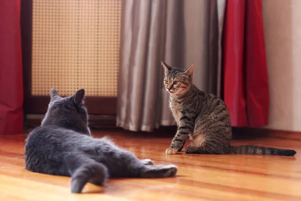 Two cats communicate or play at home. One is of tabby color, sitting with displeased face expression; second one is grey, lying after fighting. Indoors, copy space.