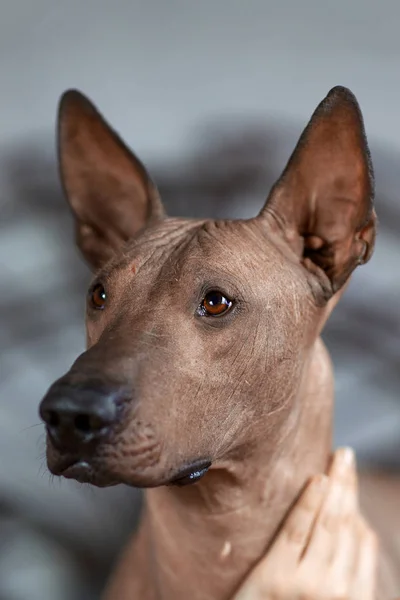 Xolotizcuintle Başkanı Meksika Tüysüz Köpek Irkı Standart Boyutu Görünüm Portre — Stok fotoğraf