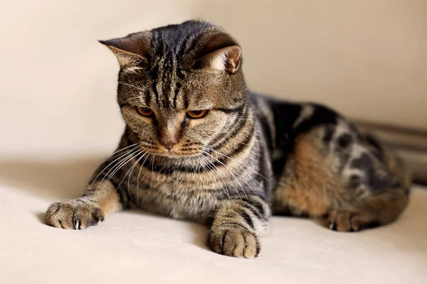 Gatto Capelli Corti Britannico Con Occhi Gialli Luminosi Lais Sul — Foto Stock