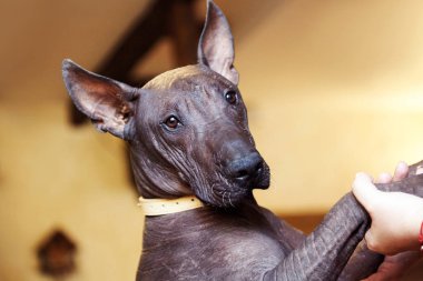 Xolotizcuintle cins, ya da Meksika tüysüz bir köpek portresi. Standart boyut, ön görünüm, güzel, akıllı ve sakin bir görünüm, bronz cilt, kulakları ile baş kadar yakın. İç mekanlar, kopyalama alanı.