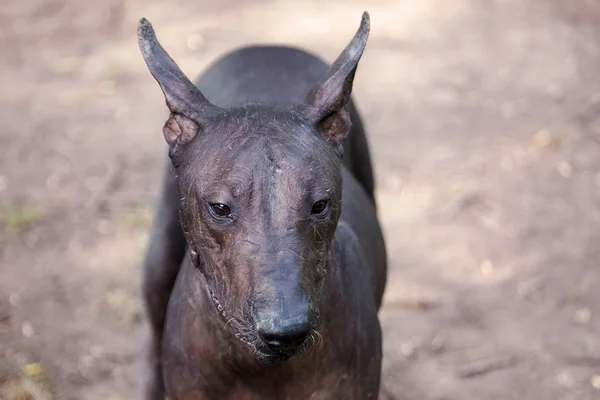 Retrato Belo Cão Raça Rara Xolotizcuintle Mexicana Sem Pêlos Tamanho — Fotografia de Stock