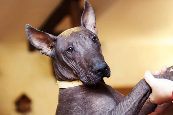 Xolotizcuintle cins, ya da Meksika tüysüz bir köpek portresi. Standart boyut, ön görünüm, güzel, akıllı ve sakin bir görünüm, bronz cilt, kulakları ile baş kadar yakın. İç mekanlar, kopyalama alanı.