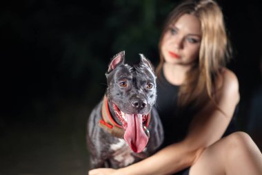 Beautiful black dog of american pitbull terrier breed, with attentive look, opened mouth with long tongue, old school ear cut, and young beautiful female on the backstage. Night time, outdoors, selective focus, copy space.