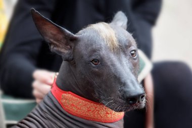 Nadir bulunan bir xolotizcuintle cinsinden güzel bir köpeğin portresi, ya da standart boyutlarda, tüysüz bir Meksika köpeği. Köpek kameraya doğru ciddi ciddi bakıyor, koyu bronz tenli, kafasında kırmızı mohawk var. Açık hava, boşluğu kopyala.