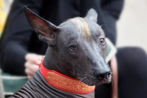 Portrait Beautiful Dog Rare Xolotizcuintle Breed Mexican Hairless One Standard — Stock Photo, Image