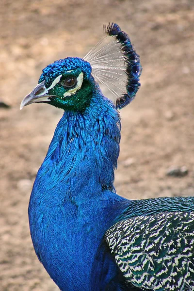 Cabeza Del Pavo Real Hermoso Impresionante Color Iridiscente Marino Con —  Fotos de Stock